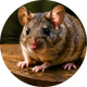 Rodents