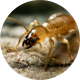 INSECTS