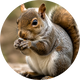 WILDLIFE