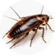 Cockroach