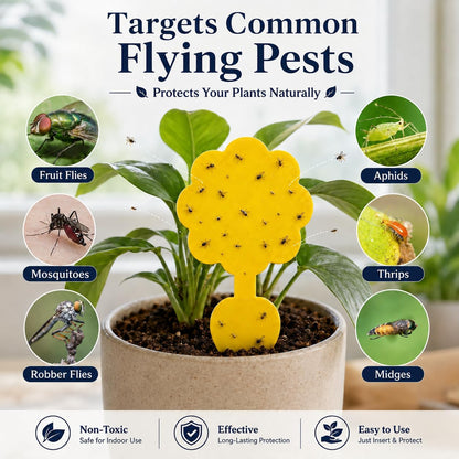 Coremaster Yellow Sticky Gnat Traps for Houseplants - 10, 20 & 36 Pack