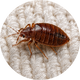 BED BUGS
