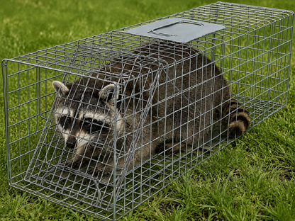 Coremaster Humane Live Animal Trap - Foldable Galvanized Steel Cage